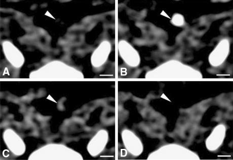 https://cdn.ncbi.nlm.nih.gov/pmc/blobs/475c/2940038/bc8606fbada9/12350_2010_9263_Fig4_HTML.jpg