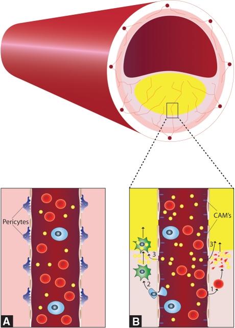 https://cdn.ncbi.nlm.nih.gov/pmc/blobs/475c/2940038/fd3c4a9418cd/12350_2010_9263_Fig1_HTML.jpg