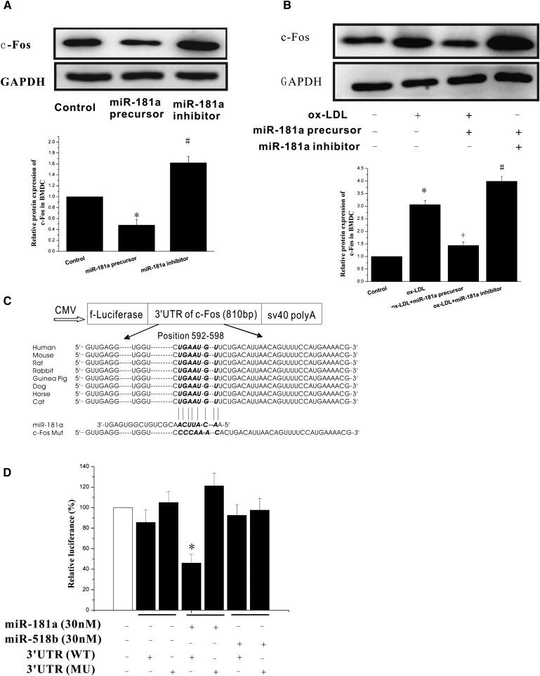 https://cdn.ncbi.nlm.nih.gov/pmc/blobs/475e/3466004/f369afba96f8/2355fig4.jpg