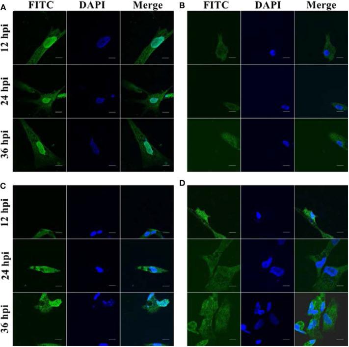 https://cdn.ncbi.nlm.nih.gov/pmc/blobs/4760/7593565/134834cb0747/fimmu-11-572289-g0005.jpg