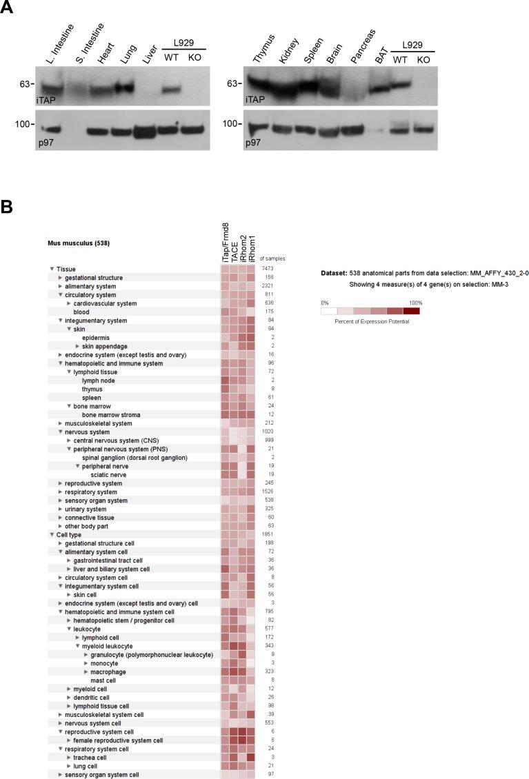 https://cdn.ncbi.nlm.nih.gov/pmc/blobs/4761/6042963/35cad0ac2410/elife-35032-fig1-figsupp1.jpg