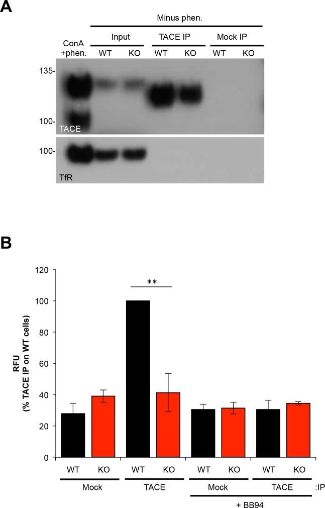 https://cdn.ncbi.nlm.nih.gov/pmc/blobs/4761/6042963/7ba99f1c7c7d/elife-35032-fig3-figsupp1.jpg