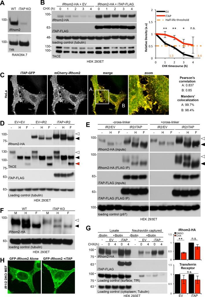 https://cdn.ncbi.nlm.nih.gov/pmc/blobs/4761/6042963/9b2509e69f91/elife-35032-fig5.jpg