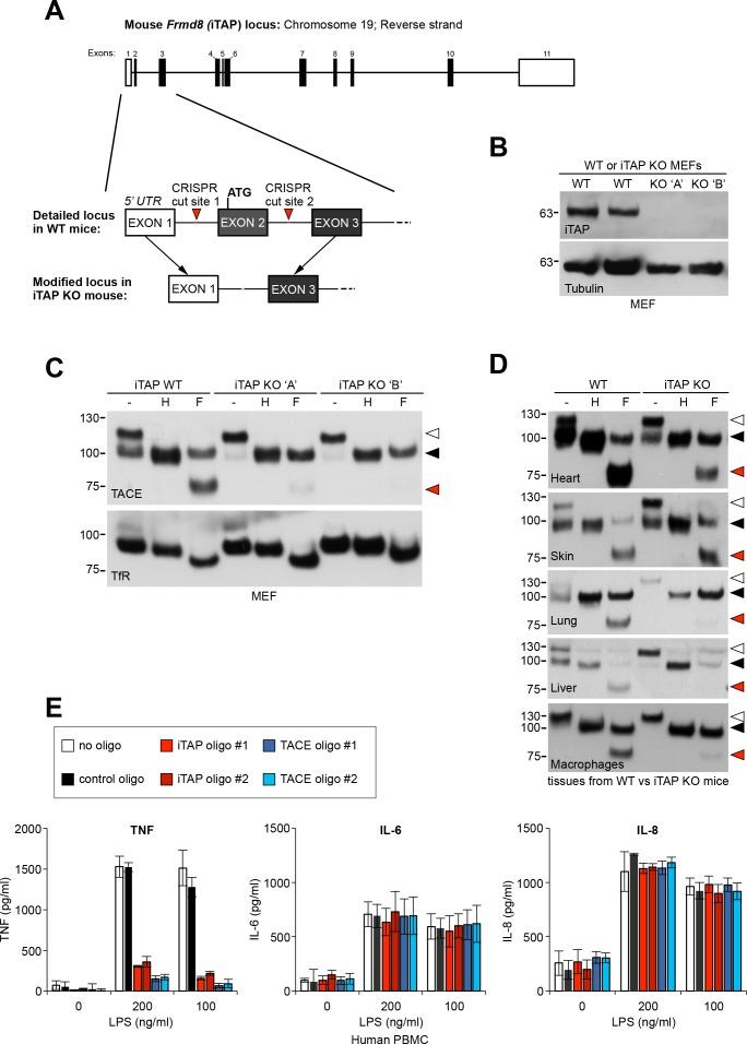 https://cdn.ncbi.nlm.nih.gov/pmc/blobs/4761/6042963/aa467cf905bf/elife-35032-fig7.jpg