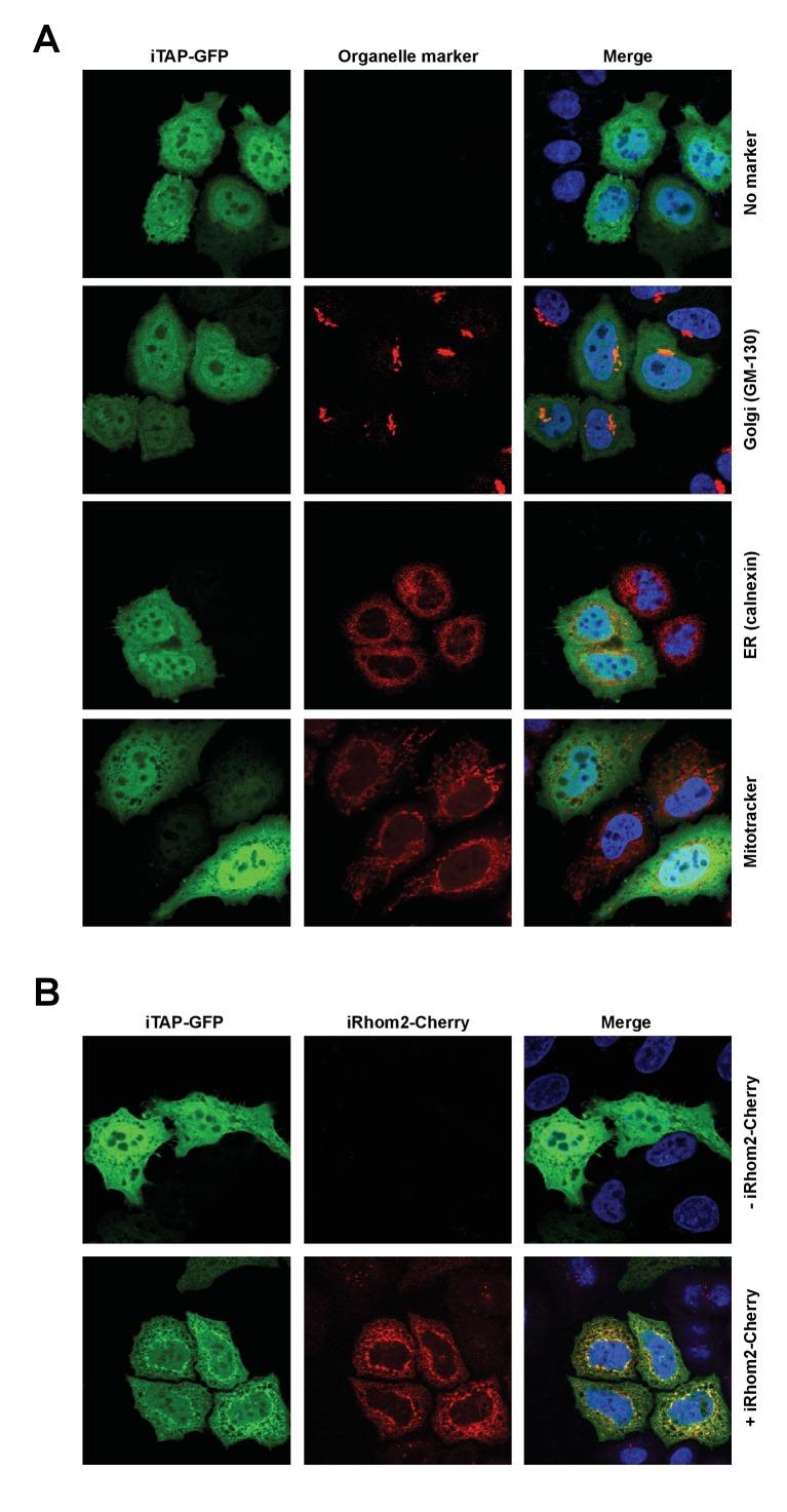 https://cdn.ncbi.nlm.nih.gov/pmc/blobs/4761/6042963/ca62fd4d3442/elife-35032-fig2-figsupp1.jpg