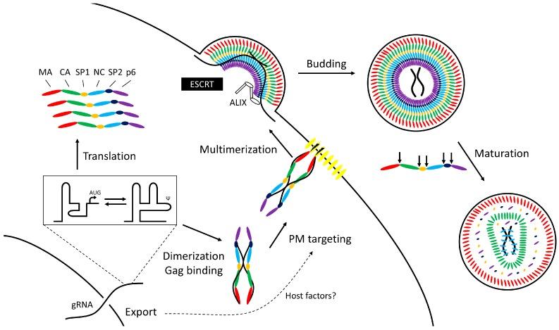 https://cdn.ncbi.nlm.nih.gov/pmc/blobs/4763/4974527/ec8fb8c9f7a5/viruses-08-00192-g001.jpg