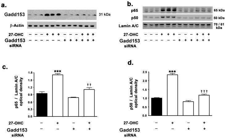 https://cdn.ncbi.nlm.nih.gov/pmc/blobs/4765/3739769/c0d4a0576894/pone.0070773.g003.jpg