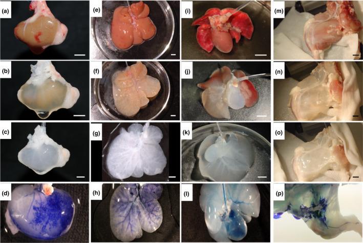 https://cdn.ncbi.nlm.nih.gov/pmc/blobs/4765/8239446/c999402199b2/PHY2-9-e14817-g002.jpg