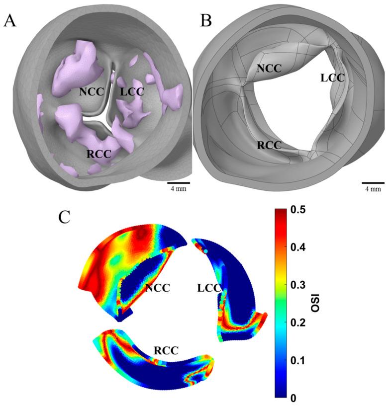 https://cdn.ncbi.nlm.nih.gov/pmc/blobs/4766/9405348/eb721e3a98d6/bioengineering-09-00393-g002.jpg