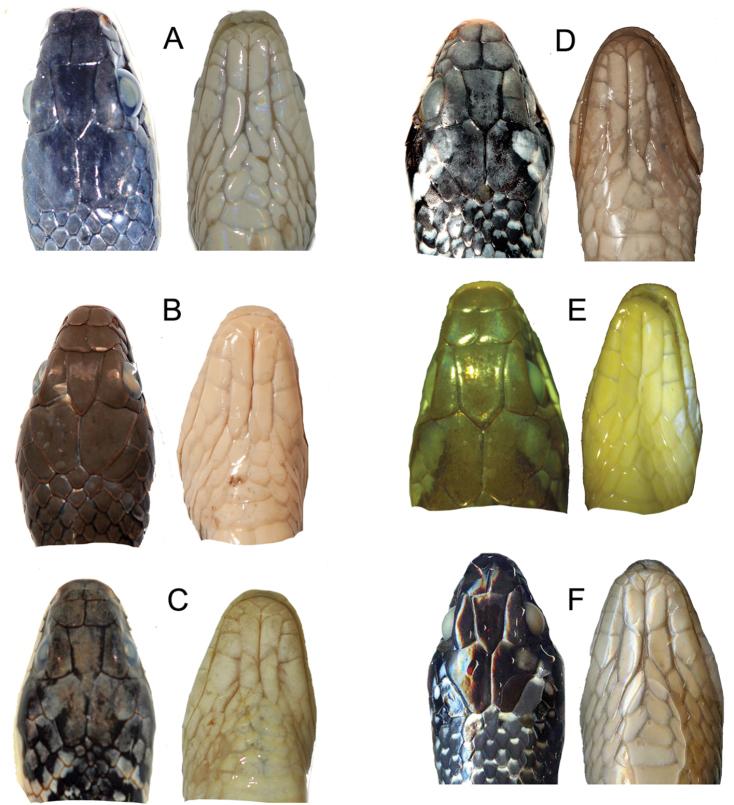 https://cdn.ncbi.nlm.nih.gov/pmc/blobs/4768/6342902/2d59ce41e8c9/zookeys-817-131-g003.jpg