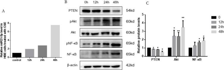https://cdn.ncbi.nlm.nih.gov/pmc/blobs/4769/11137736/2429f9adeb58/COPD-19-1141-g0004.jpg