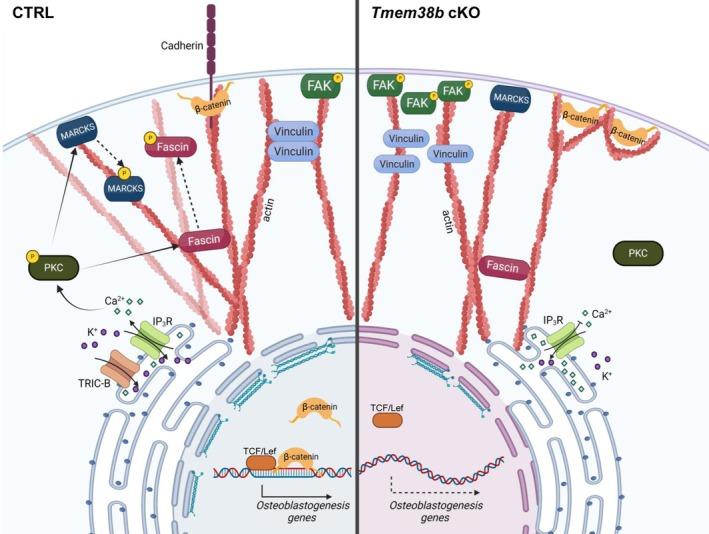 https://cdn.ncbi.nlm.nih.gov/pmc/blobs/4769/12001182/a5bf0855a90a/FEBS-292-1920-g005.jpg