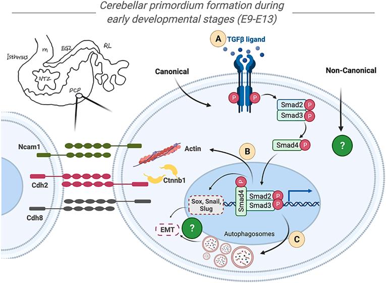 https://cdn.ncbi.nlm.nih.gov/pmc/blobs/476c/9535406/5ea819726285/gr5.jpg