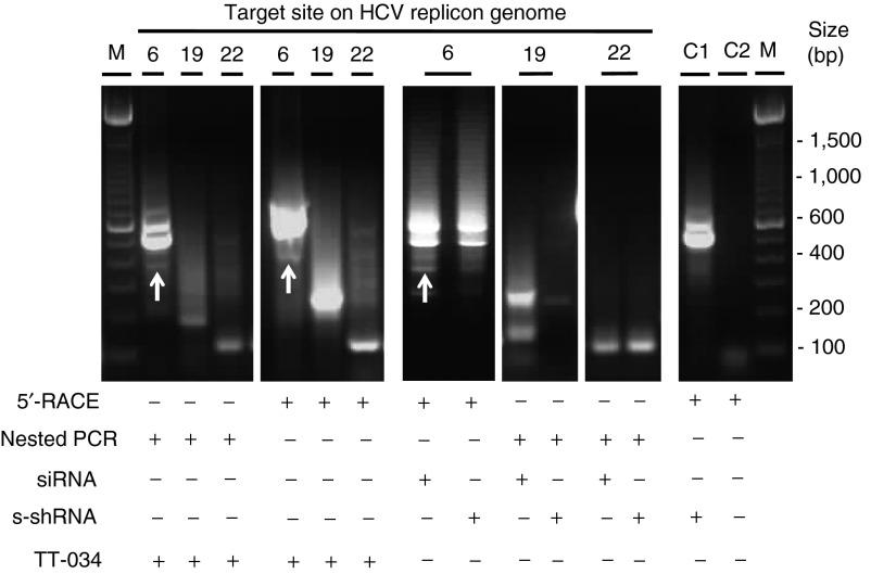 https://cdn.ncbi.nlm.nih.gov/pmc/blobs/476d/3951910/7b3888a25237/mtna201373f3.jpg