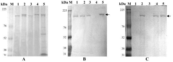 https://cdn.ncbi.nlm.nih.gov/pmc/blobs/4770/2927528/9bf3927e48b8/1743-422X-7-181-6.jpg