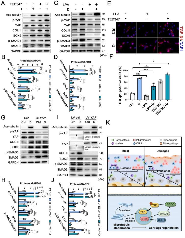 https://cdn.ncbi.nlm.nih.gov/pmc/blobs/4775/10283062/4bfd41ba12ee/thnov13p3480g006.jpg