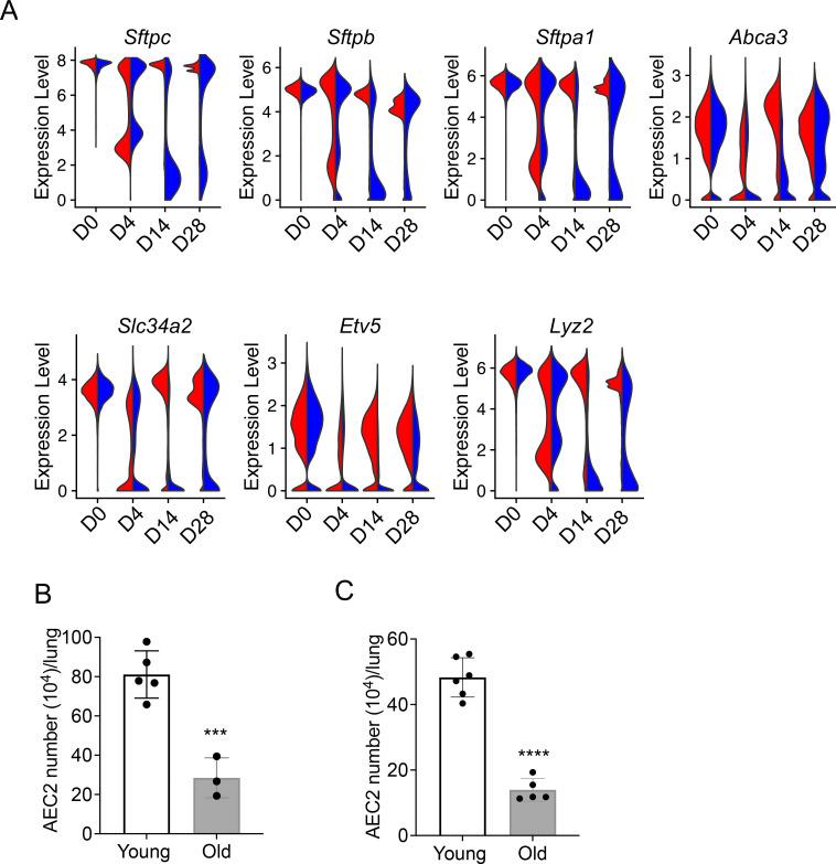 https://cdn.ncbi.nlm.nih.gov/pmc/blobs/4778/10292844/abf2b1431228/elife-85415-fig6.jpg