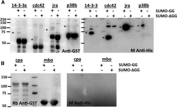 https://cdn.ncbi.nlm.nih.gov/pmc/blobs/4779/4592996/5e7bc0a5f8eb/2137f4.jpg