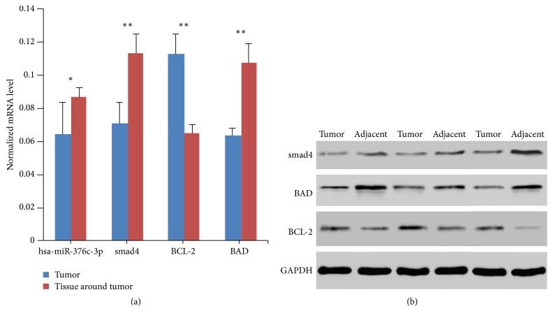 https://cdn.ncbi.nlm.nih.gov/pmc/blobs/477a/5124681/c5021a28dbd9/BMRI2016-9604257.006.jpg