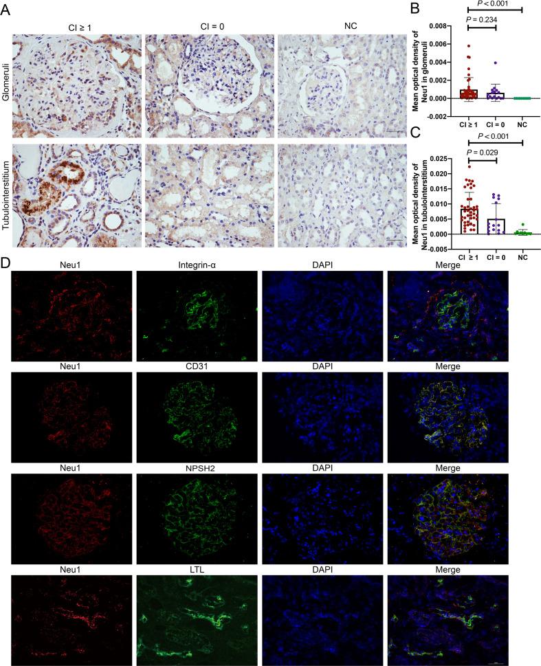 https://cdn.ncbi.nlm.nih.gov/pmc/blobs/477a/8650488/dbe4faefbb8e/lupus-2021-000569f02.jpg
