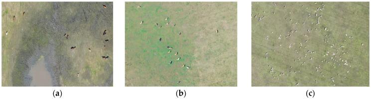https://cdn.ncbi.nlm.nih.gov/pmc/blobs/477b/12189871/3ab12a27a3d4/animals-15-01794-g003.jpg