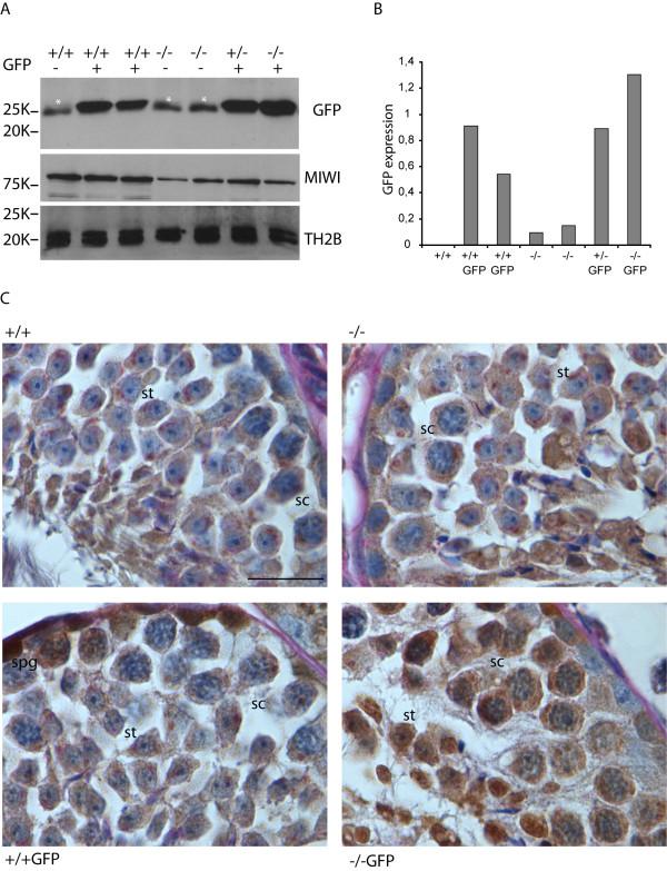 https://cdn.ncbi.nlm.nih.gov/pmc/blobs/477c/3091626/33ef37217da9/1471-2164-11-367-8.jpg