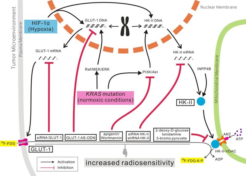 https://cdn.ncbi.nlm.nih.gov/pmc/blobs/477c/6508962/1afd1b49d415/oncotarget-10-3066-g002.jpg