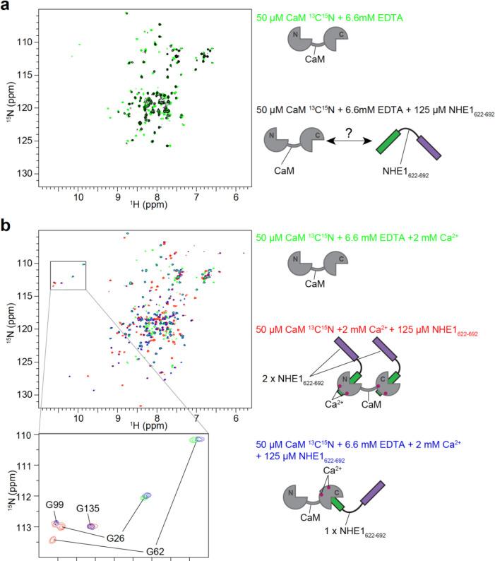 https://cdn.ncbi.nlm.nih.gov/pmc/blobs/477c/8009664/47e8bf078235/elife-60889-fig3-figsupp2.jpg