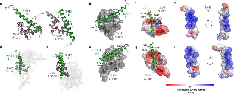 https://cdn.ncbi.nlm.nih.gov/pmc/blobs/477c/8009664/5034ba18ab36/elife-60889-fig4.jpg