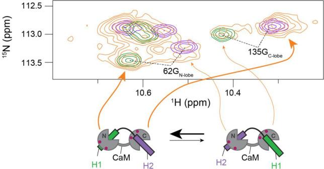 https://cdn.ncbi.nlm.nih.gov/pmc/blobs/477c/8009664/6998b0ac8315/elife-60889-fig3-figsupp1.jpg