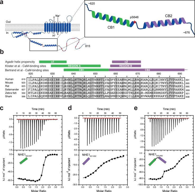 https://cdn.ncbi.nlm.nih.gov/pmc/blobs/477c/8009664/6dad8c9b62e3/elife-60889-fig1.jpg