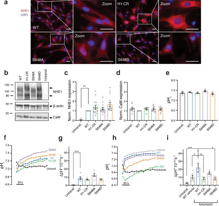 https://cdn.ncbi.nlm.nih.gov/pmc/blobs/477c/8009664/f81d7edc263d/elife-60889-fig5.jpg