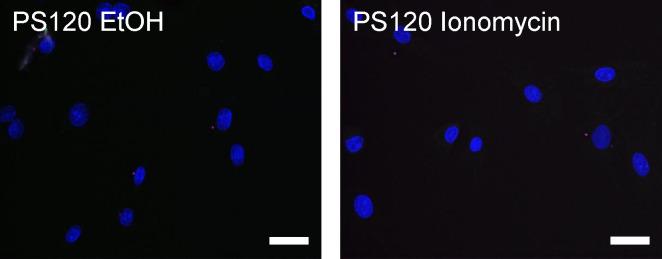 https://cdn.ncbi.nlm.nih.gov/pmc/blobs/477c/8009664/fca75310af6b/elife-60889-fig6-figsupp1.jpg