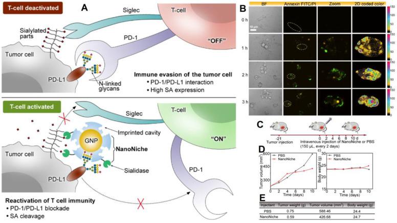 https://cdn.ncbi.nlm.nih.gov/pmc/blobs/477d/8899583/f413ed671929/thnov12p2406g008.jpg