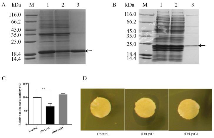 https://cdn.ncbi.nlm.nih.gov/pmc/blobs/477e/9774669/7644c0c25fa5/antibiotics-11-01803-g004.jpg