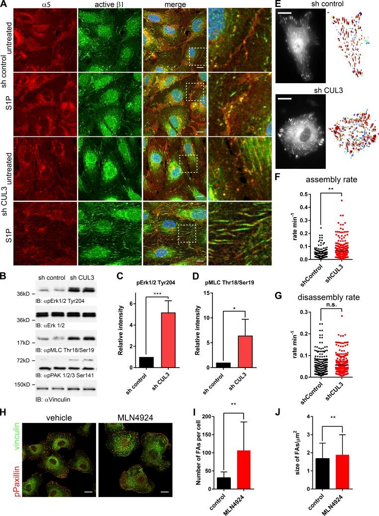 https://cdn.ncbi.nlm.nih.gov/pmc/blobs/4783/5839774/a850130e5a1c/JCB_201606055_Fig2.jpg