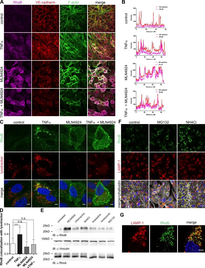 https://cdn.ncbi.nlm.nih.gov/pmc/blobs/4783/5839774/cf99bf26f8d5/JCB_201606055_Fig4.jpg