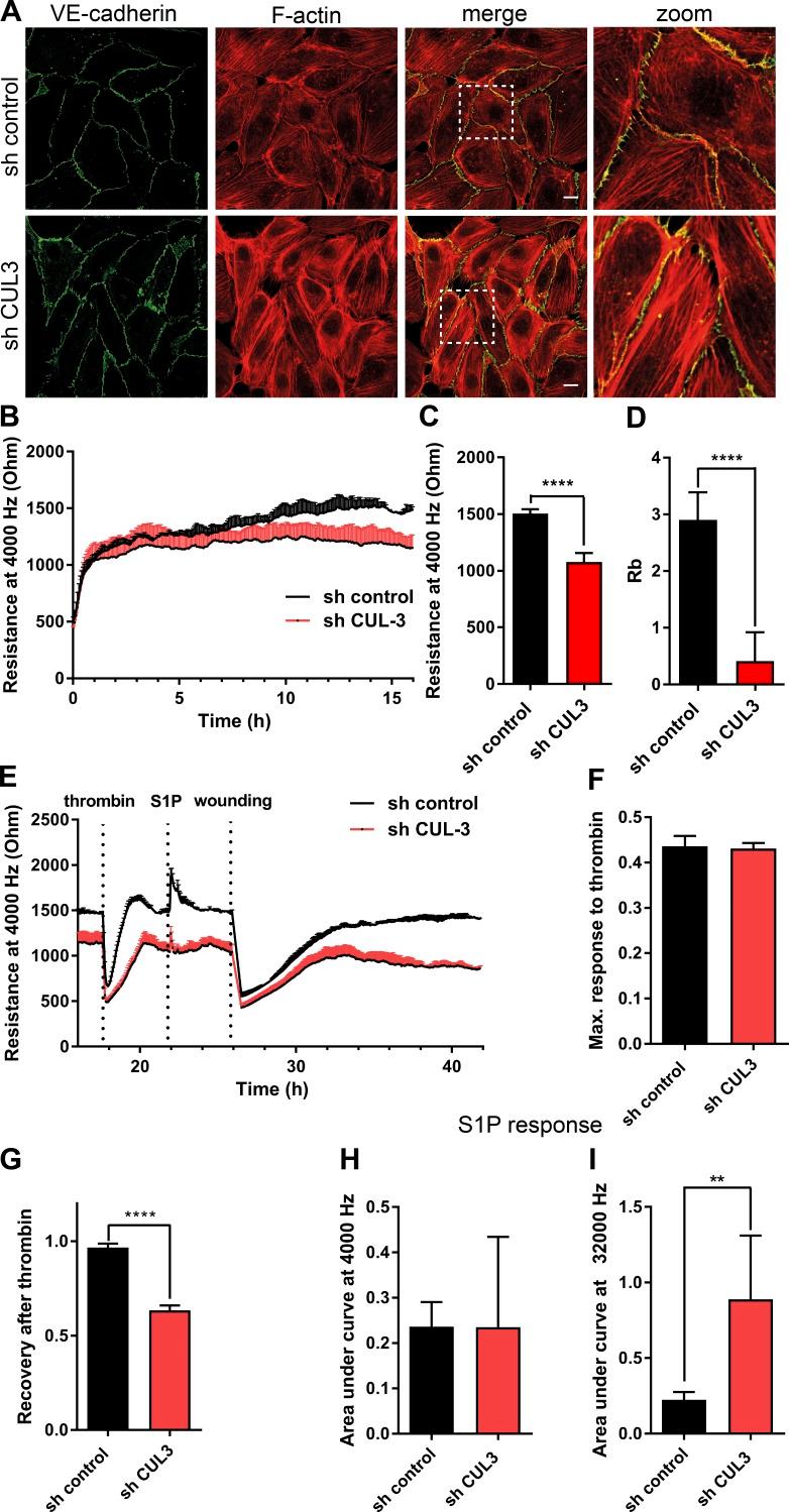 https://cdn.ncbi.nlm.nih.gov/pmc/blobs/4783/5839774/f06661f1ac4f/JCB_201606055_Fig1.jpg