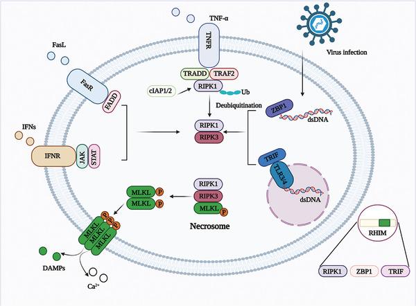 https://cdn.ncbi.nlm.nih.gov/pmc/blobs/4784/10502844/3e2340f15982/ADVS-10-2300824-g002.jpg