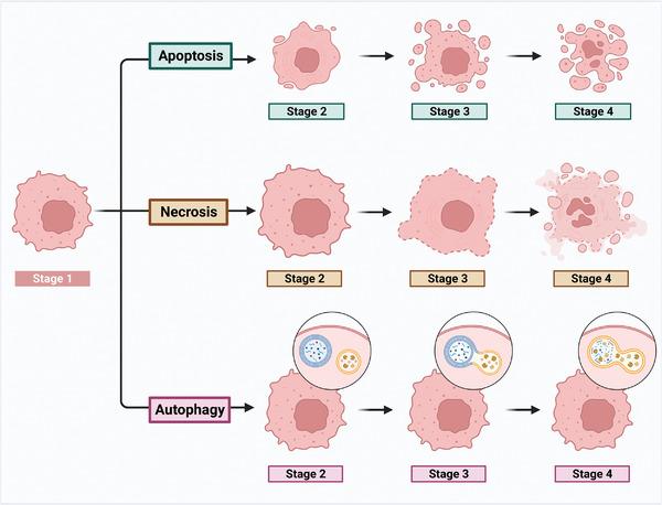 https://cdn.ncbi.nlm.nih.gov/pmc/blobs/4784/10502844/d355722ff99f/ADVS-10-2300824-g008.jpg