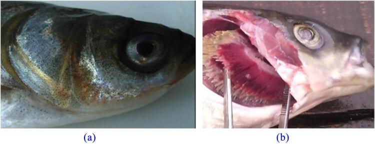 https://cdn.ncbi.nlm.nih.gov/pmc/blobs/4787/10251159/d2f2d39a5b91/j_biol-2022-0608-fig001.jpg