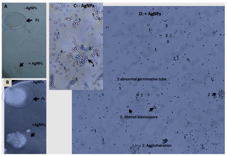 https://cdn.ncbi.nlm.nih.gov/pmc/blobs/4788/10343889/06bbe3c2b9b4/nanomaterials-13-01964-g010.jpg