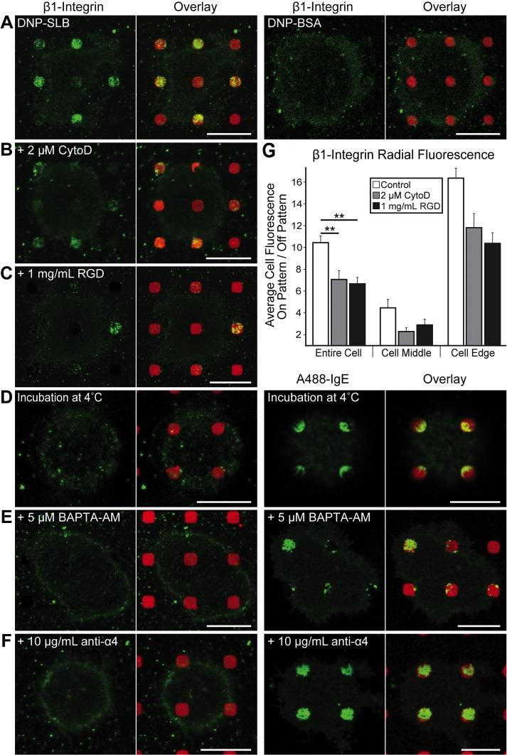 https://cdn.ncbi.nlm.nih.gov/pmc/blobs/4788/5687038/74027c3acf04/3383fig5.jpg