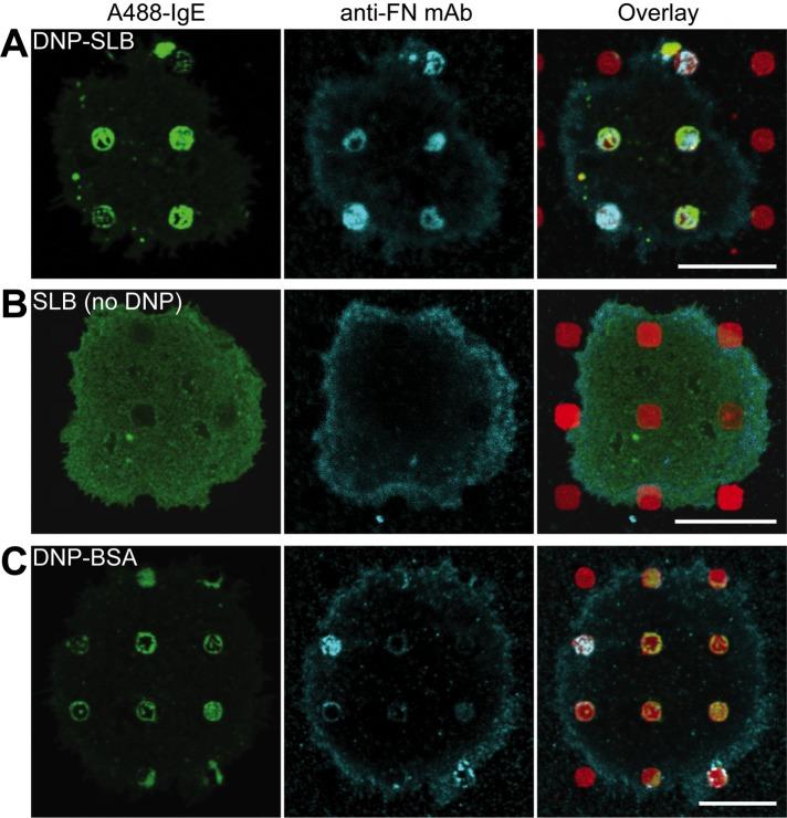 https://cdn.ncbi.nlm.nih.gov/pmc/blobs/4788/5687038/999a3ed7d29d/3383fig7.jpg