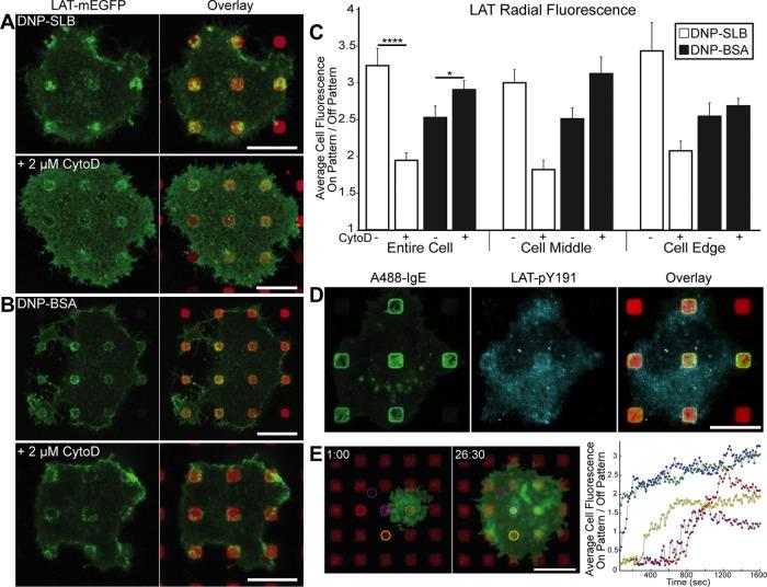 https://cdn.ncbi.nlm.nih.gov/pmc/blobs/4788/5687038/c0964e333dca/3383fig3.jpg