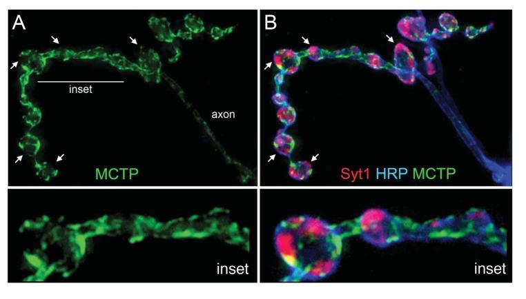 https://cdn.ncbi.nlm.nih.gov/pmc/blobs/478e/5449185/fe9621c7b1c5/elife-22904-fig4.jpg