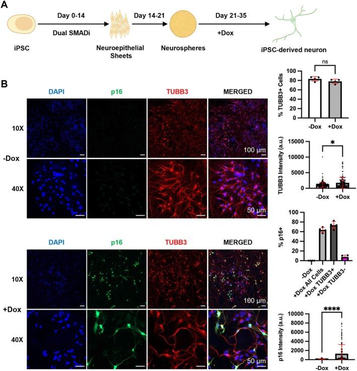 https://cdn.ncbi.nlm.nih.gov/pmc/blobs/4792/12073902/1dde683a8750/ACEL-24-e14472-g007.jpg