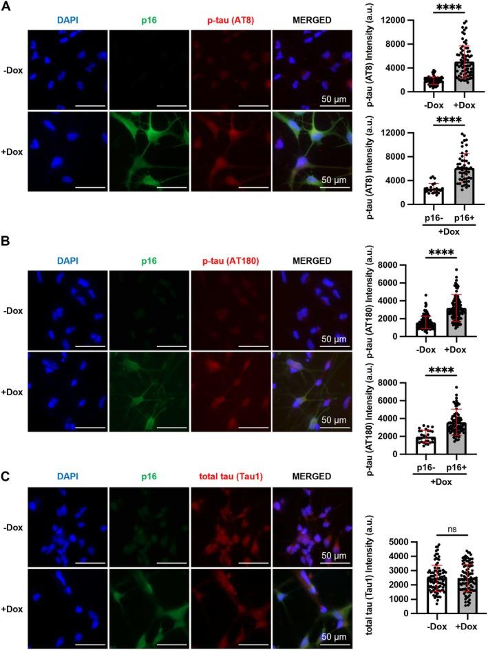 https://cdn.ncbi.nlm.nih.gov/pmc/blobs/4792/12073902/9d297a501dd5/ACEL-24-e14472-g006.jpg
