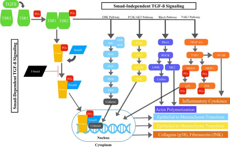 https://cdn.ncbi.nlm.nih.gov/pmc/blobs/4793/11201862/53fe97e2f265/12967_2024_5411_Fig1_HTML.jpg