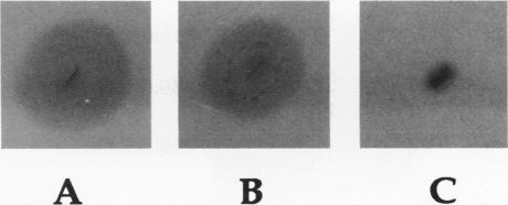 https://cdn.ncbi.nlm.nih.gov/pmc/blobs/4799/208154/5f1aaf46df8c/jbacter00105-0221-b.jpg